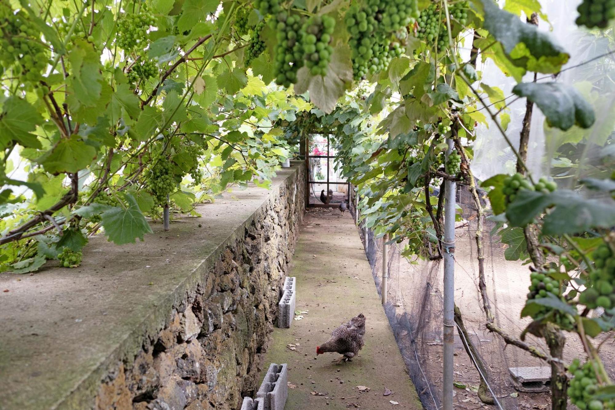 Casa Das Rosas Angra do Heroísmo Kültér fotó